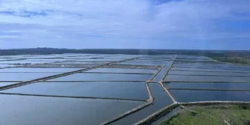 Produtores de camarão investem no mercado europeu