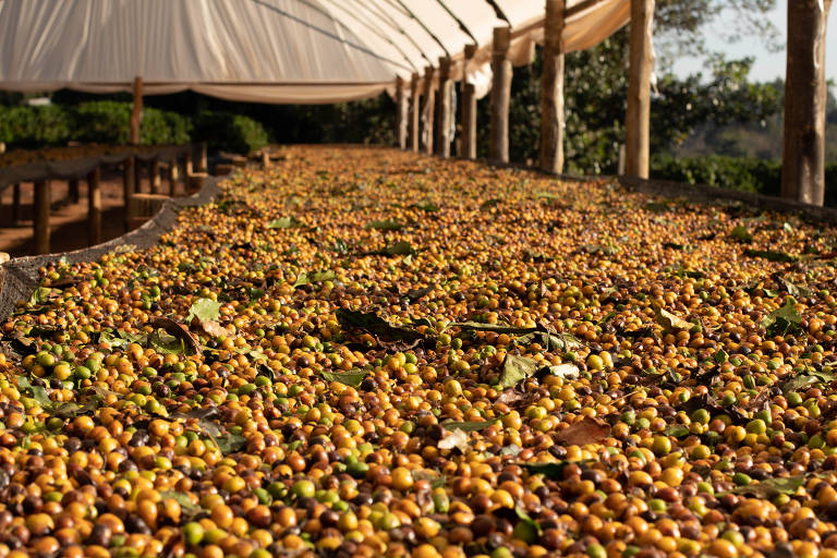 Café amazônico, com produção quatro vezes maior que a do Arábica, inicia testes na Serra da Ibiapaba
