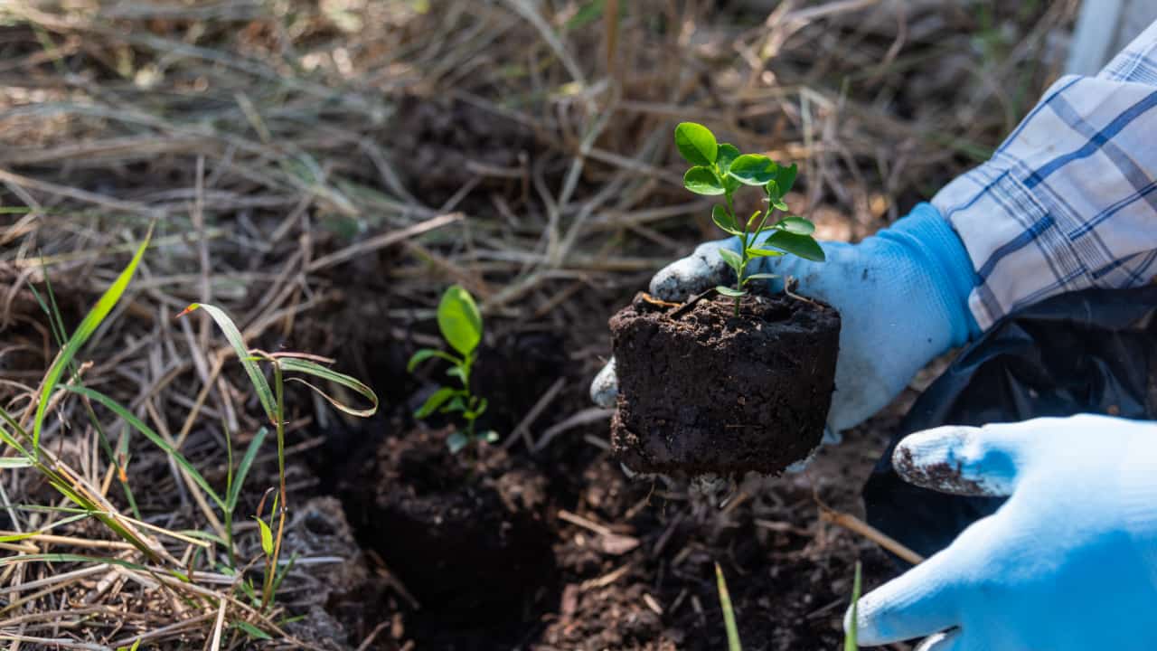 Do potencial à prática na restauração: Brasil progride na utilização da regeneração natural assistida