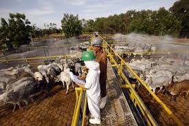 Brasil é excluído da lista de países autorizados a exportar carne e produtos de origem animal para a União Europeia