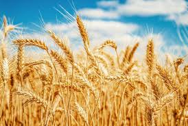 O trigo teve um aumento superior a 7% em Chicago, e o mercado entra em estado de alerta com a nova previsão do USDA
