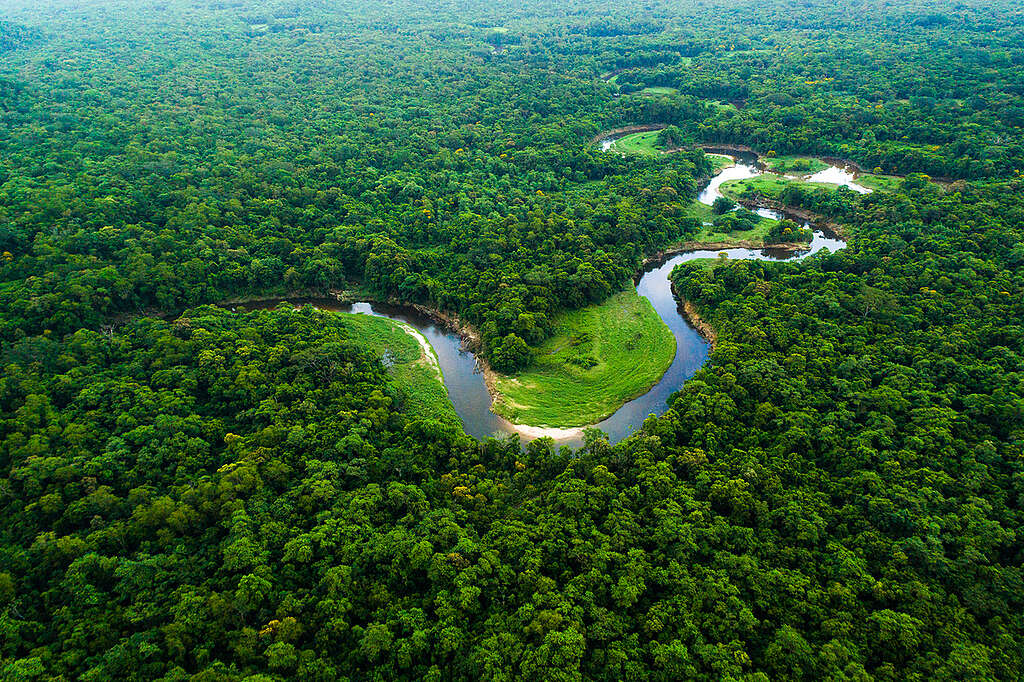 Carbonext apresenta “franquia” para expandir créditos de carbono na Amazônia