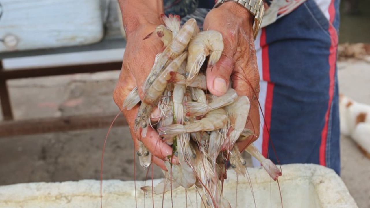 A criação de camarões e peixes se expande pelo interior do Ceará; confira a lista das cidades