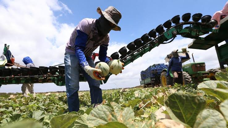 Agro do Ceará: da irrelevância à magnitude da PecBrasil