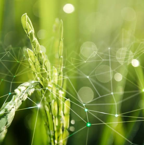 SNAG11 focado no aumento da produtividade; Brasil concentra 78% das agtechs da América Latina