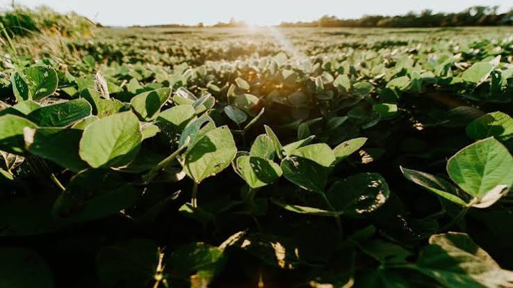 BID aprova R$ 150 milhões para o Itaú apoiar a agricultura regenerativa no Cerrado