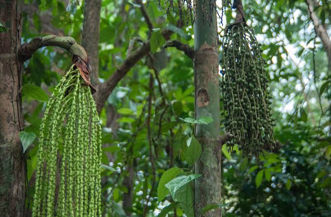 A governança é fundamental para expandir a bioeconomia na Amazônia