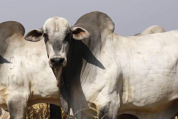 Pecuária do Ceará: há uma intensa disputa pelo gado de corte