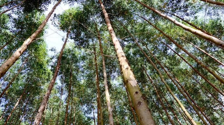 A suspensão do acordo em MT gera dúvidas sobre os investimentos de R$ 10 bilhões destinados à produção de eucalipto