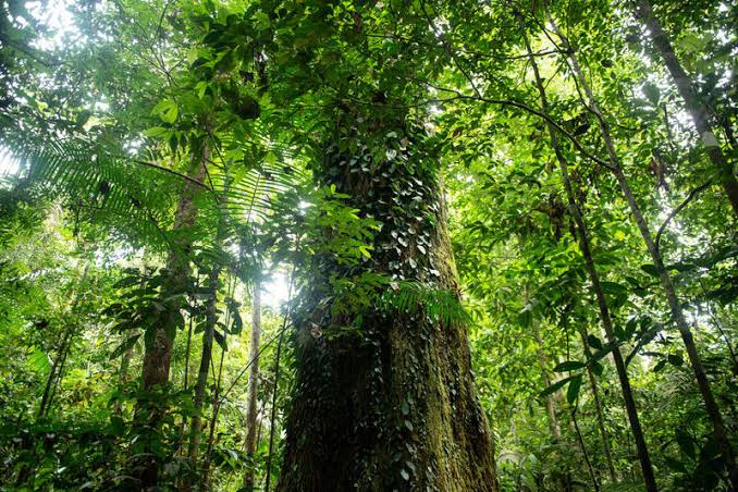 Amazônia não é apenas um patrimônio a ser protegido, mas uma economia a ser desenvolvida 