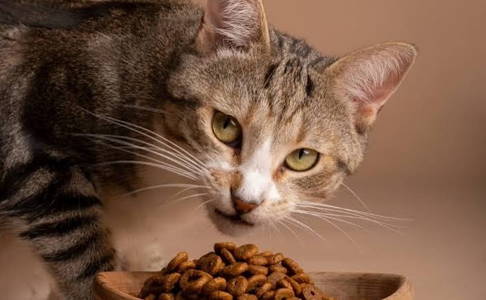 Um país europeu oferece hospedagem e alimentação gratuitas para quem cuida de gatos, mas há uma condição